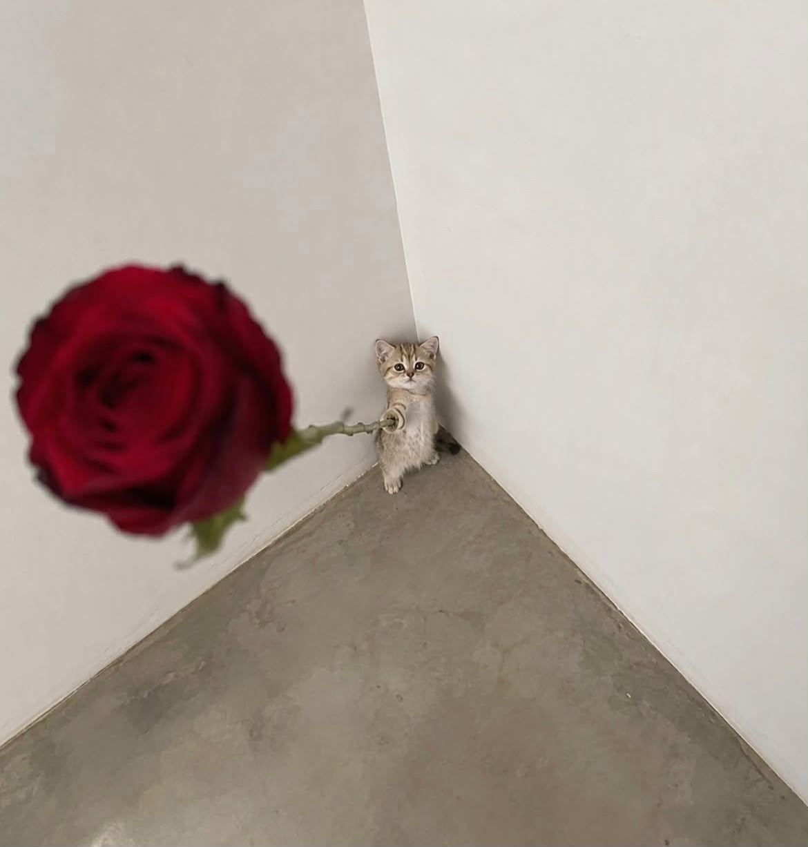 Meme: tiny kitten receiving a giant rose